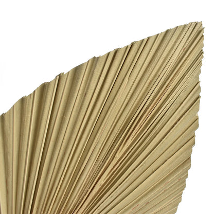 2PCS Palm Fan Leaf Dried Flower Mini Palm Leaves In Different Shapes Pampas Grasses Branches DIY Wedding Decorations Home Decor Leedoar