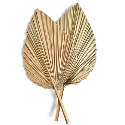 2PCS Palm Fan Leaf Dried Flower Mini Palm Leaves In Different Shapes Pampas Grasses Branches DIY Wedding Decorations Home Decor Leedoar