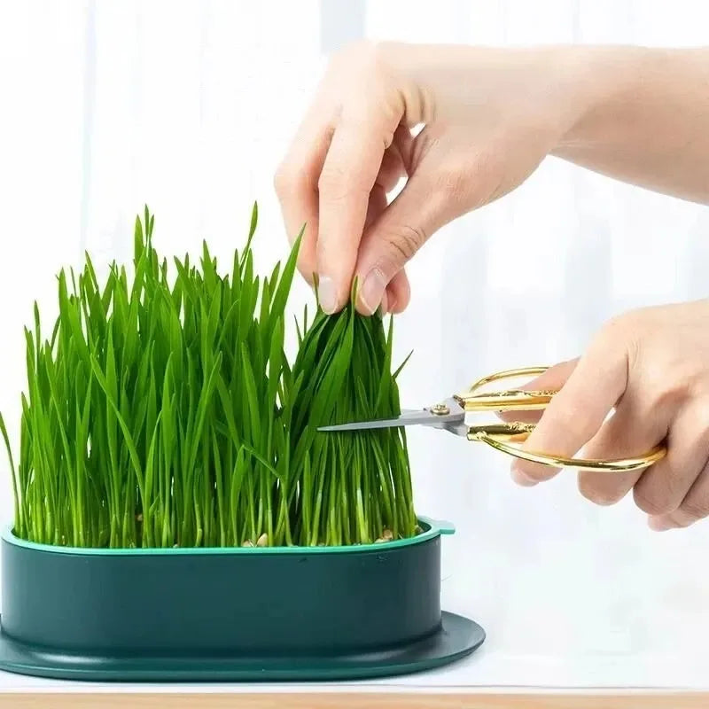 New Pet Cat Sprout Dish Growing Pot Hydroponic Plant Cat Grass Germination Digestion Starter Dish Greenhouse Grow Box Leedoar