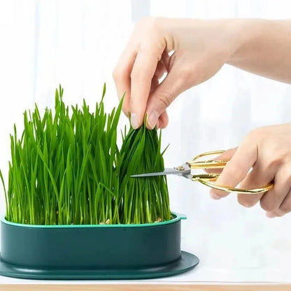 New Pet Cat Sprout Dish Growing Pot Hydroponic Plant Cat Grass Germination Digestion Starter Dish Greenhouse Grow Box Leedoar